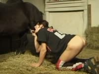 Slim wife kneels to suck horse&#039;s big cock in sloppy manners